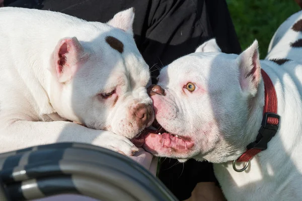 Two American Bully puppies dogs are playing — Stock Photo, Image