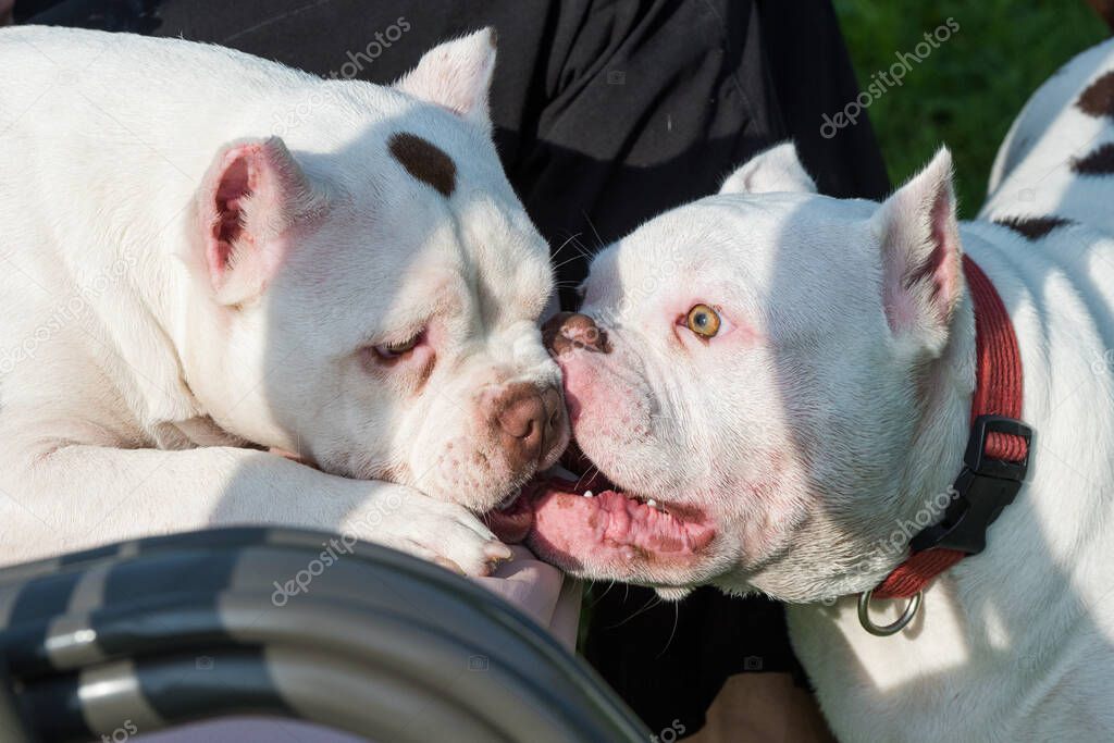 Two American Bully puppies dogs are playing