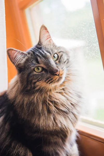 Noordse kat zit op vensterbank uitkijkend — Stockfoto