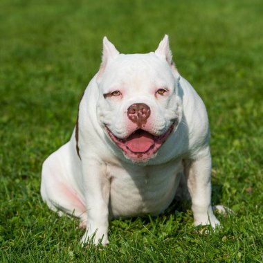 Amerikan zorba köpek yavrusu yeşil çimlerde oturuyor.