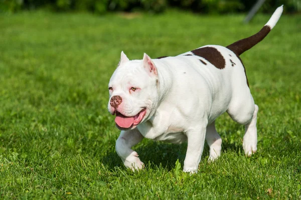 American Bully Welpe Hund in Bewegung auf Gras — Stockfoto
