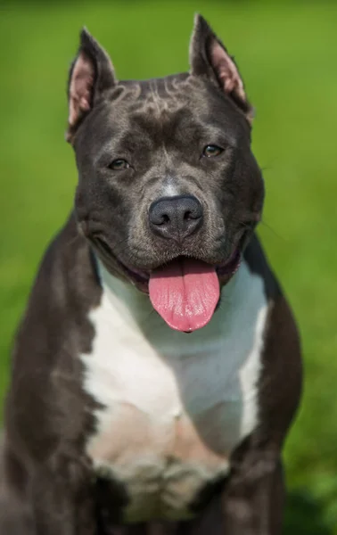 Niedliches blaues Haar American Staffordshire Terrier Hund — Stockfoto