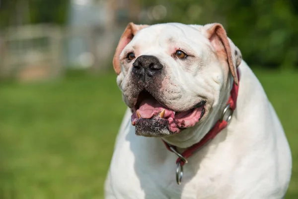 Régi Fehér Kabát Amerikai Bulldog Portré Udvaron — Stock Fotó