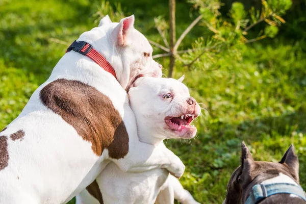 Two White American Bully puppies dogs are playing in move on nature on green grass. Medium sized dog with a compact bulky muscular body, blocky head and heavy bone structure.