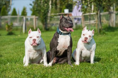 İki Amerikan Zorba Köpeği ve Amerikan Staffordshire Terrier Köpeği