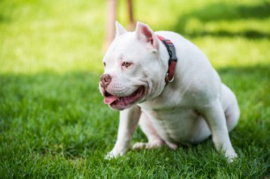 Amerikan zorba köpek yavrusu yeşil çimlerde oturuyor.