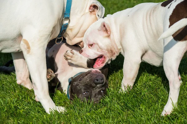 Two American Bully puppies and American Staffordshire Terrier dog