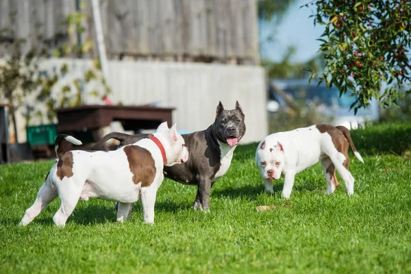 Two American Bully puppies and American Staffordshire Terrier dog