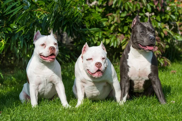 Two American Bully puppies and American Staffordshire Terrier dog