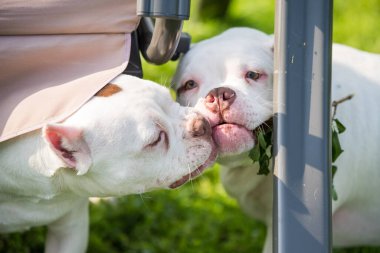 İki Amerikalı zorba köpek oynuyorlar.