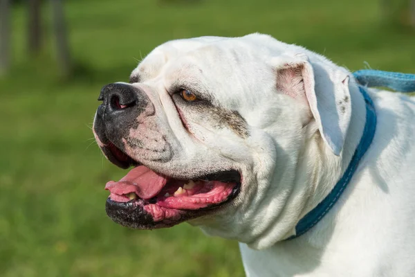 Παλιά λευκό παλτό American Bulldog πορτρέτο έξω — Φωτογραφία Αρχείου