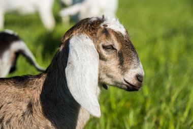 Güney Afrikalı boer keçi Downing doğa portresi