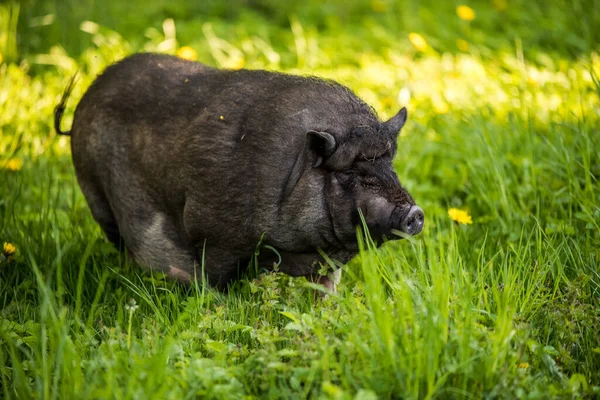 Vietnam pot-bellied pig graze on a lawn grass. — Stok Foto