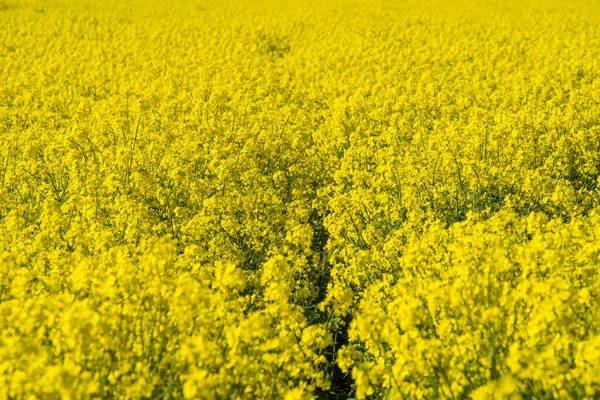 Flores amarelas florescendo campo de colza. — Fotografia de Stock