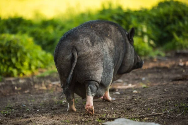 Vietnam pot-bellied pig graze on a lawn grass. — Stok Foto