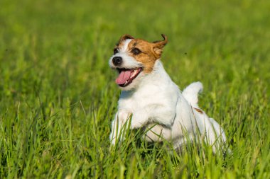 Jack Russell Köpek yeşil çimlerde koşuyor.