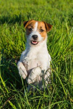 Jack Russell Köpek yeşil çimlerin üzerinde oturmuş gülümsüyor.