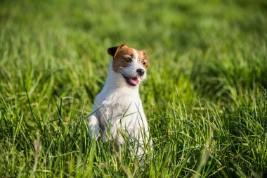 Jack Russell Köpek yeşil çimlerin üzerinde oturmuş gülümsüyor.