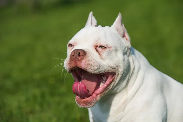 미국 불독 강아지 하품하거나 웃는 모습 — 스톡 사진