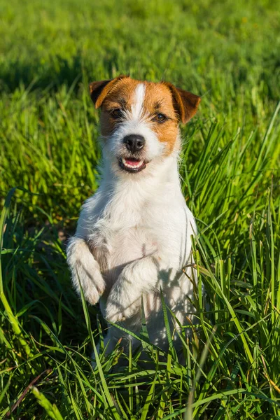 Jack Russell Dog senta-se na grama verde sorrindo — Fotografia de Stock