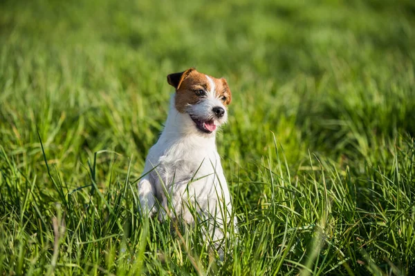 Jack Russell Dog sitter på det gröna gräset leende — Stockfoto