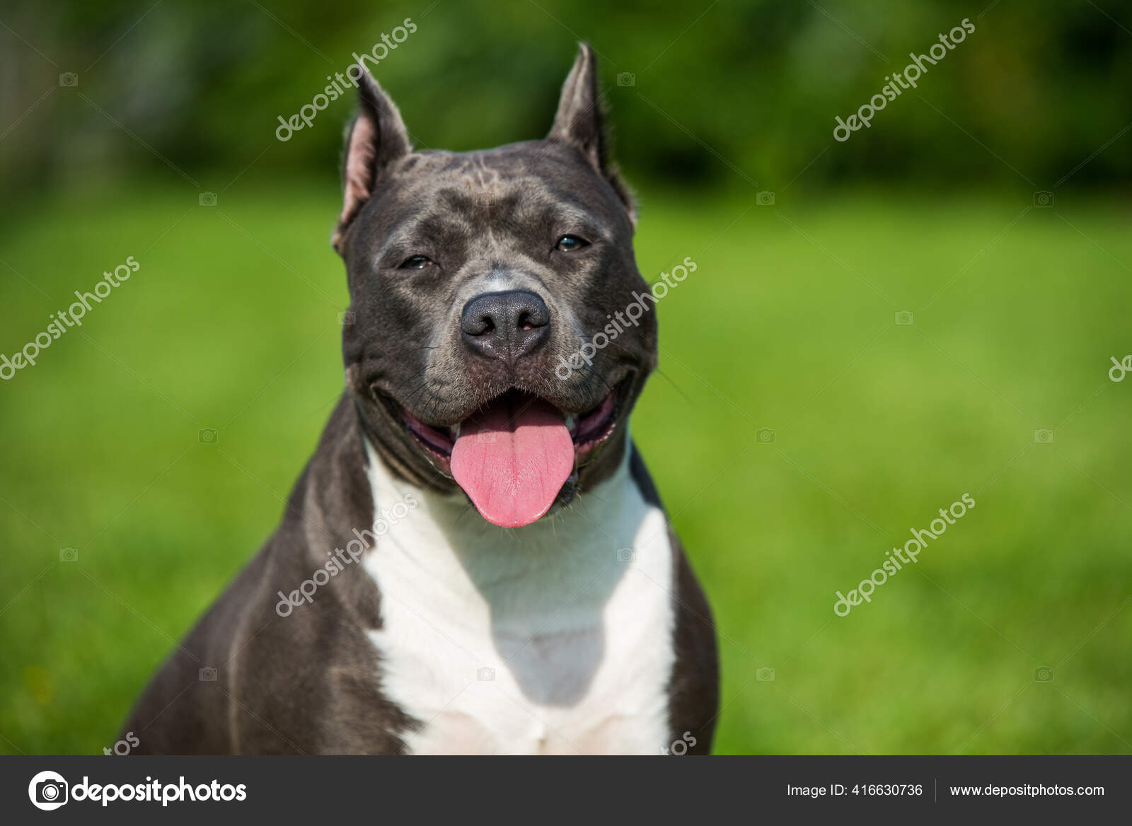 blue brindle amstaff