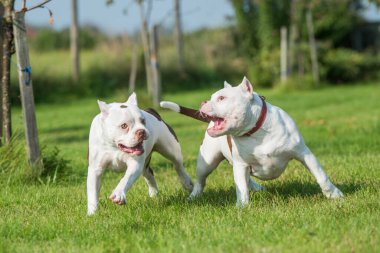 İki Amerikalı zorba köpek oynuyorlar.