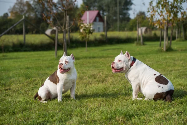 Dos perros American Bully cachorros están sentados — Foto de Stock