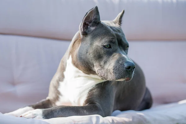 Schattig blauw haar Amerikaans Staffordshire Terrier hond — Stockfoto