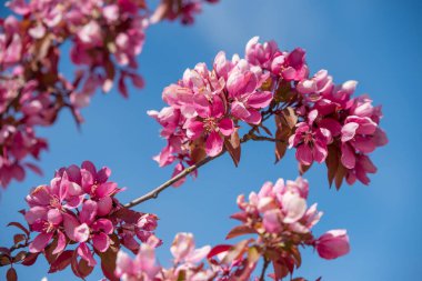 Pembe Elma ağacı güneş ışığında çiçek açar, yakın plan..