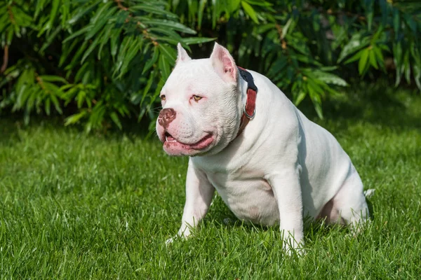 American Bully cachorro sentado na grama verde — Fotografia de Stock