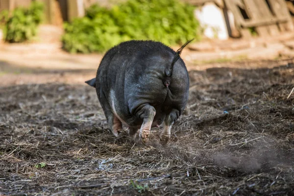 Vietnam pot-bellied babi merumput di halaman. — Stok Foto