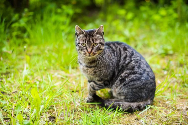 Porträt einer grau gestromten Katze auf grünem Gras draußen. — Stockfoto