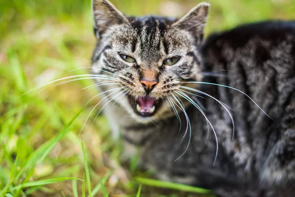 Grå tabby katt gråter på grönt gräs utanför. — Stockfoto