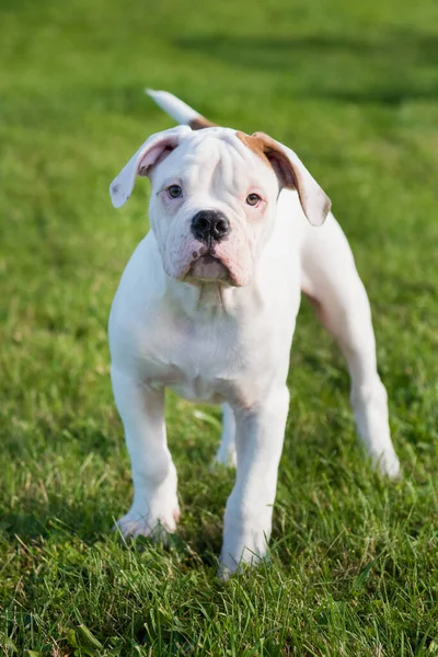 Amerikanischer Bulldoggen-Welpe über die Natur — Stockfoto