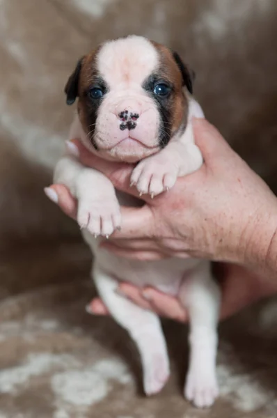 Pequeno cachorro Bulldog americano a mãos na luz — Fotografia de Stock