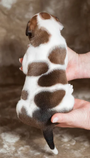 Pequena American Bulldog filhote de cachorro de volta vista a mãos — Fotografia de Stock