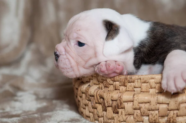 Piccolo cucciolo di Bulldog americano su sfondo chiaro — Foto Stock