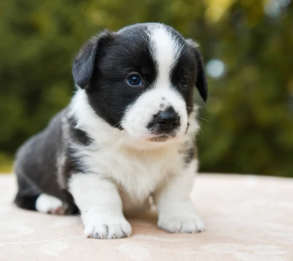 Walesisk corgi pembroke valp hund poserar utanför — Stockfoto