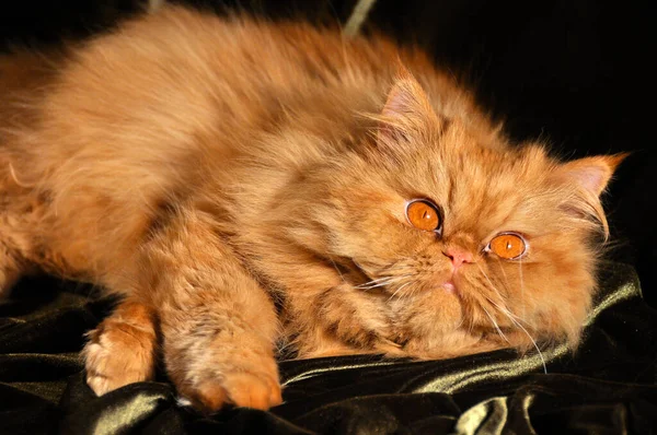 Red persian cat sleeping on the sofa — Stock Photo, Image