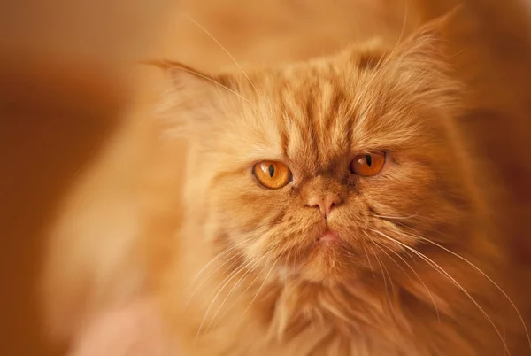 Κόκκινη γάτα σε κόκκινο φόντο. Συγκεντρώσου στα μάτια. — Φωτογραφία Αρχείου