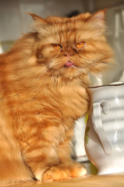 赤い猫がテーブルの上で水を飲んでいる — ストック写真