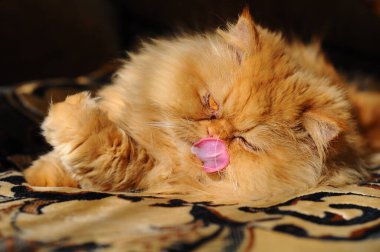 Rad Persian cat washing and licks itself clipart