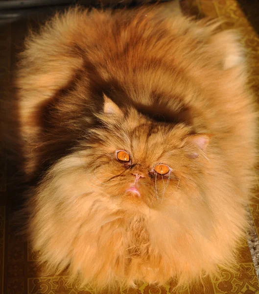 Fat red Persian cat laying on the floor — Stock Photo, Image