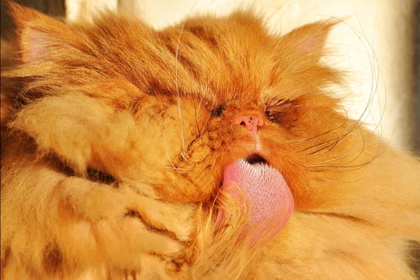 Ревний перський кіт миє і лиже себе. — стокове фото