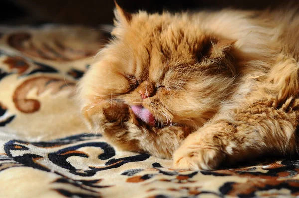 Rad Persisk katt tvätta och slickar sig — Stockfoto
