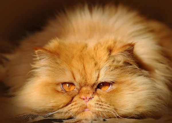 Gato persa rojo mintiendo y mirando hacia adelante cuidadosamente — Foto de Stock