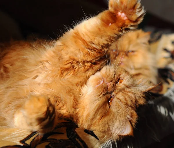 Röd persisk katt leker på soffan. — Stockfoto