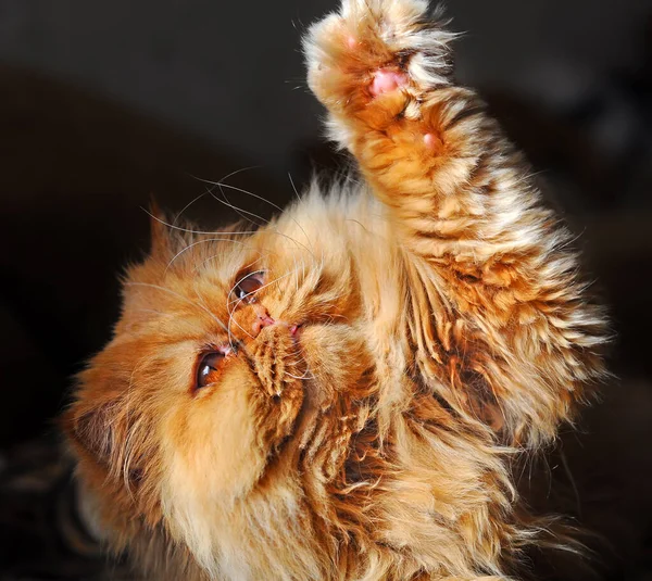 Rode Perzische kat speelt op de bank. — Stockfoto