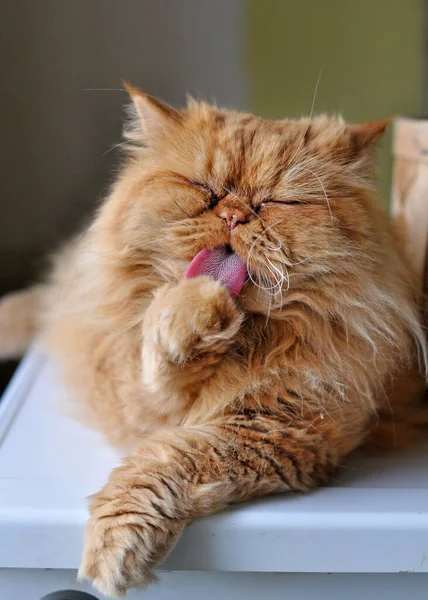 Rad Persian cat washing and licks itself — Stock Photo, Image